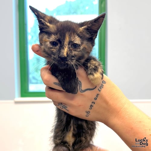 BABY BASTET - Domestic Short Hair available for adoption