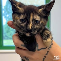 Baby Bastet - Photo 4
