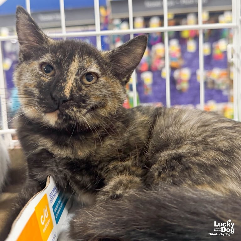 Baby Bastet Image