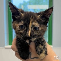 Baby Bastet - Photo 2