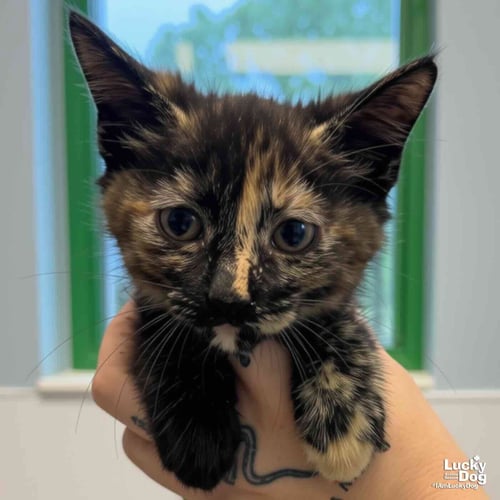 BABY BASTET - Domestic Short Hair available for adoption