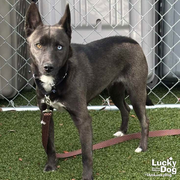 BANANA BREAD - Shepherd / Australian Shepherd available for adoption