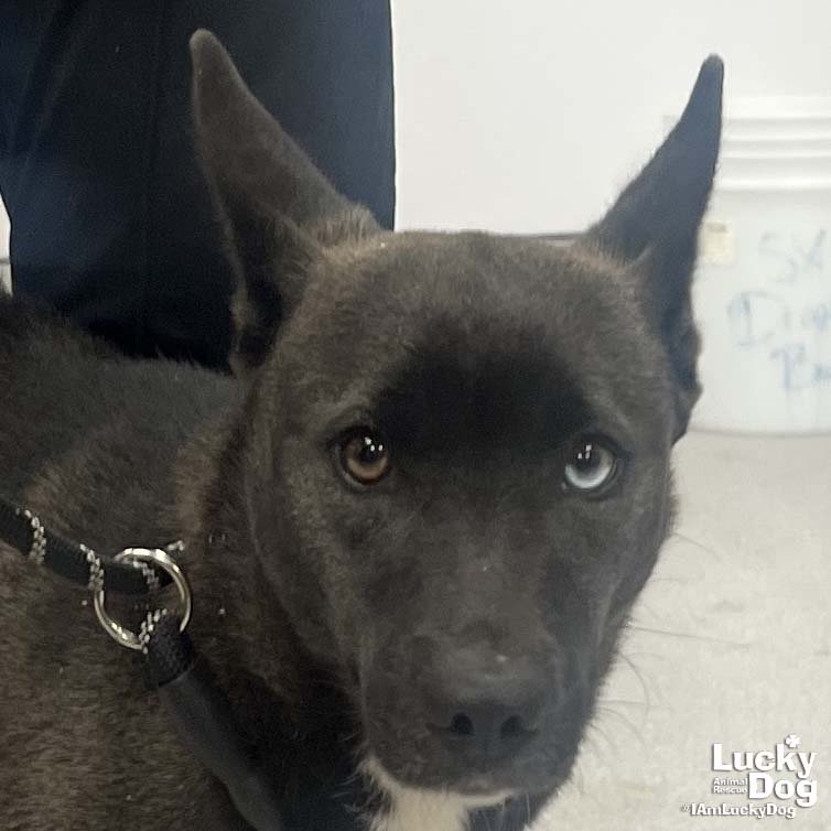 BANANA BREAD - Shepherd / Australian Shepherd available for adoption