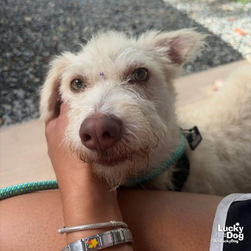 TOVA - Schnauzer / Terrier available for adoption