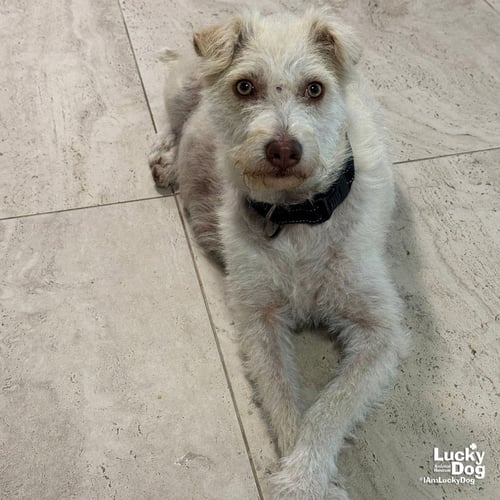 TOVA - Schnauzer / Terrier available for adoption