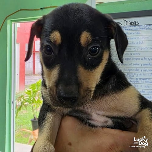 APOLO - Labrador Retriever available for adoption