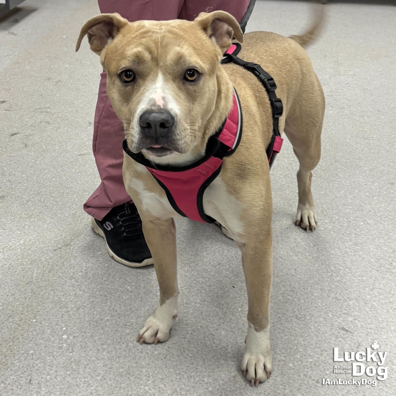 VAL - Terrier / Shepherd available for adoption