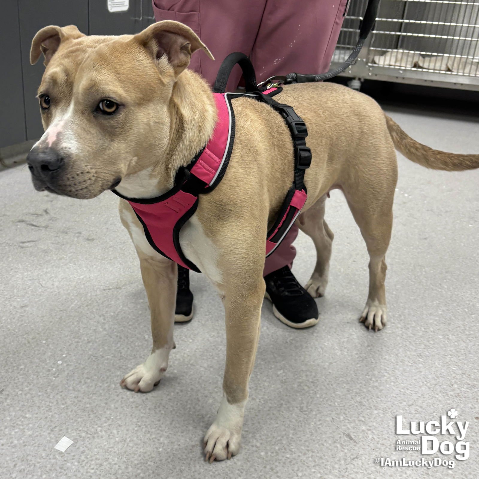 VAL - Terrier / Shepherd available for adoption