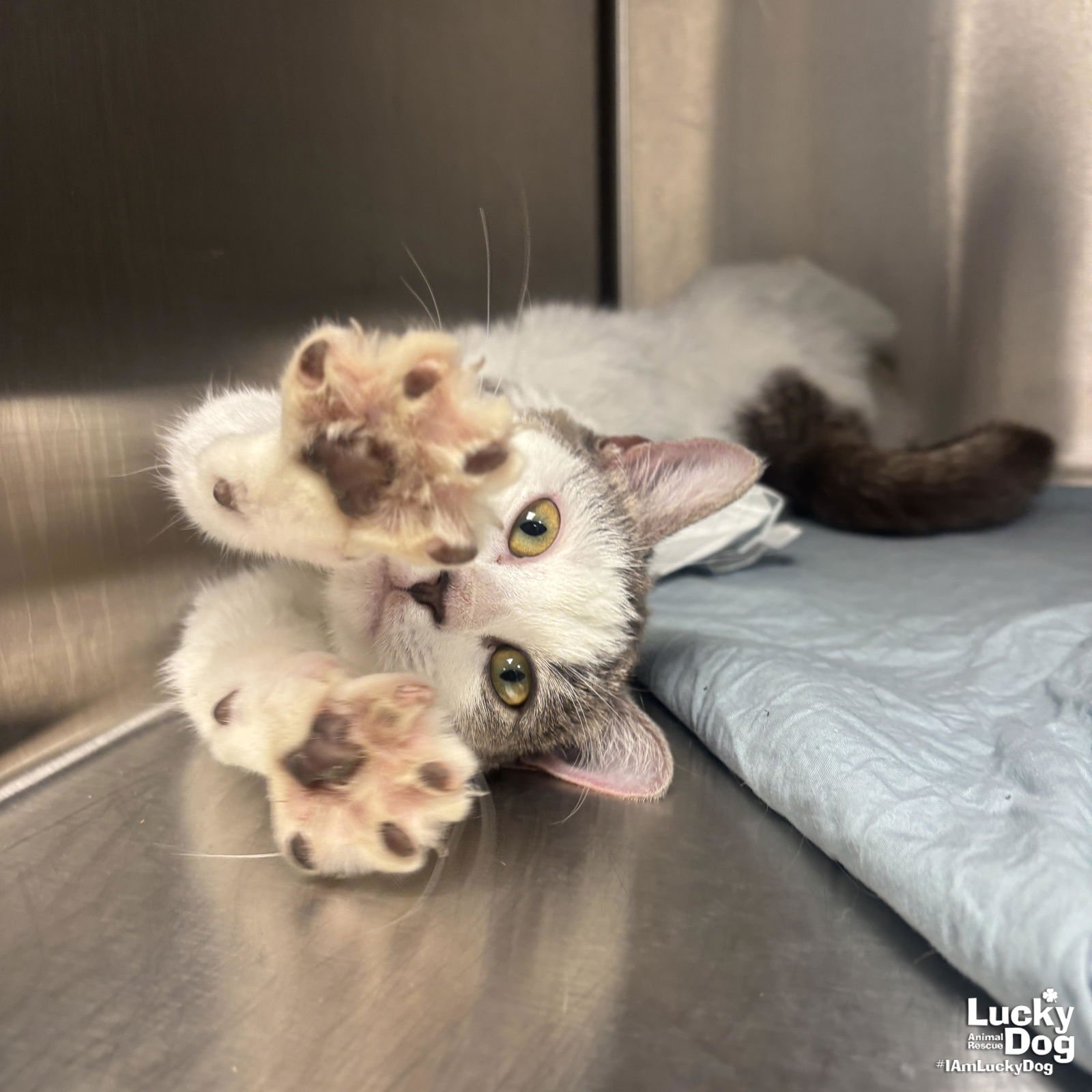 RAVE - Domestic Short Hair / Tabby available for adoption