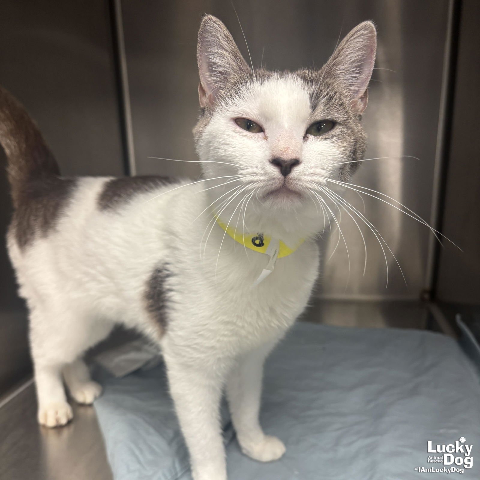 RAVE - Domestic Short Hair / Tabby available for adoption