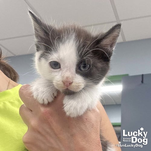 BOMB - Domestic Short Hair available for adoption