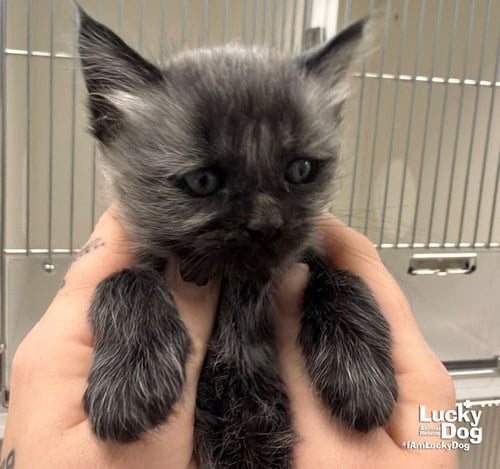 ASHES - Domestic Short Hair available for adoption