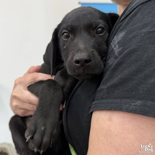 DONNIE - Labrador Retriever available for adoption