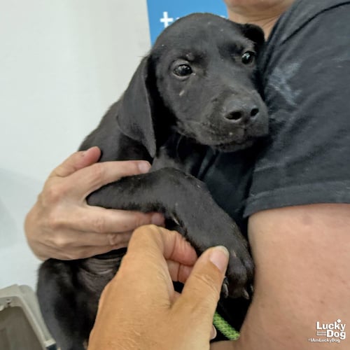 DONNIE - Labrador Retriever available for adoption