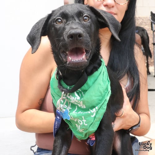 DONNIE - Labrador Retriever available for adoption
