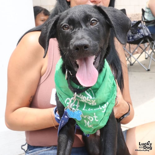 DONNIE - Labrador Retriever available for adoption