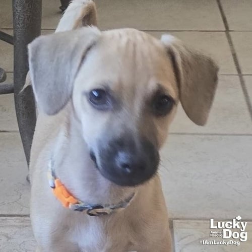 DANI - Chihuahua available for adoption