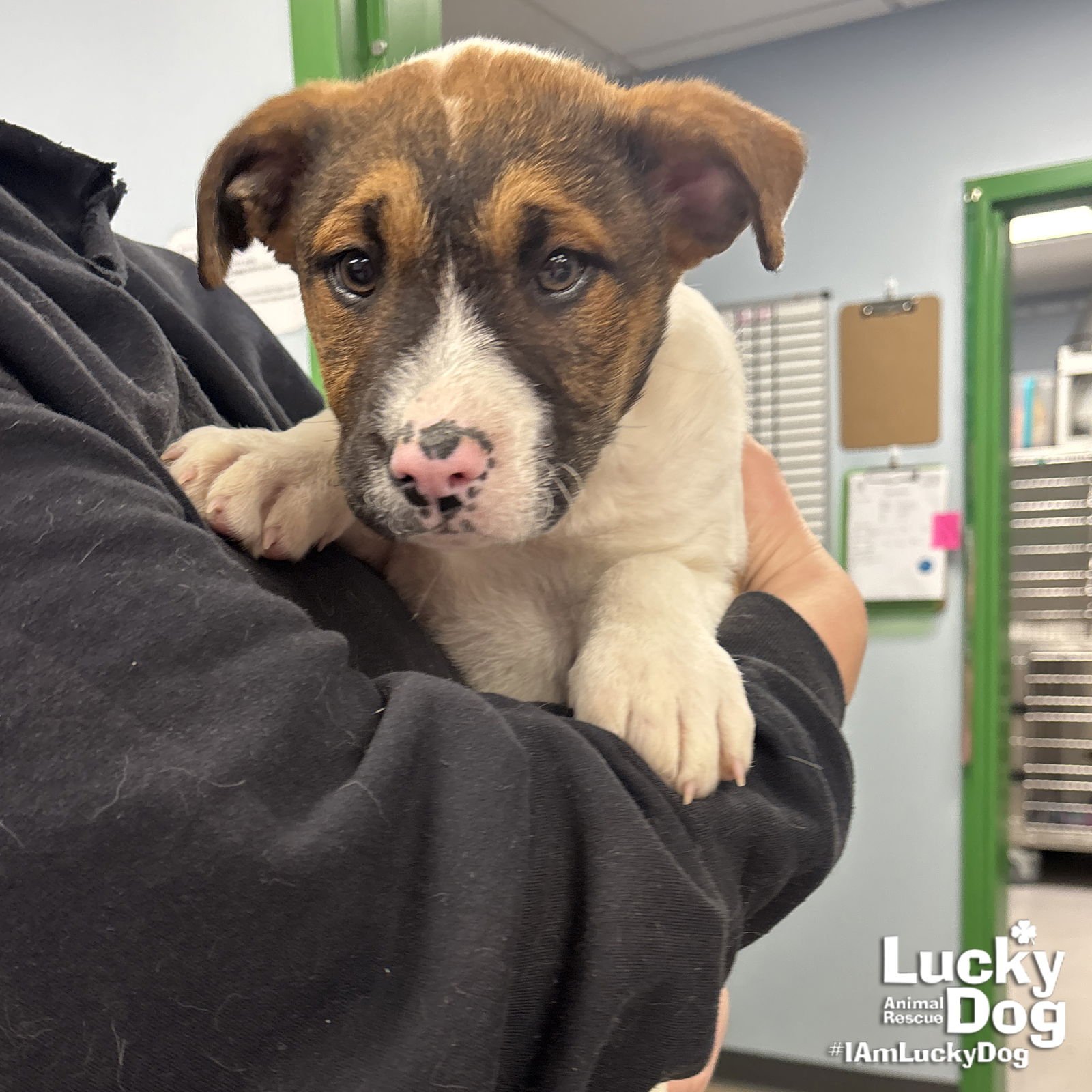 JACE - Terrier available for adoption