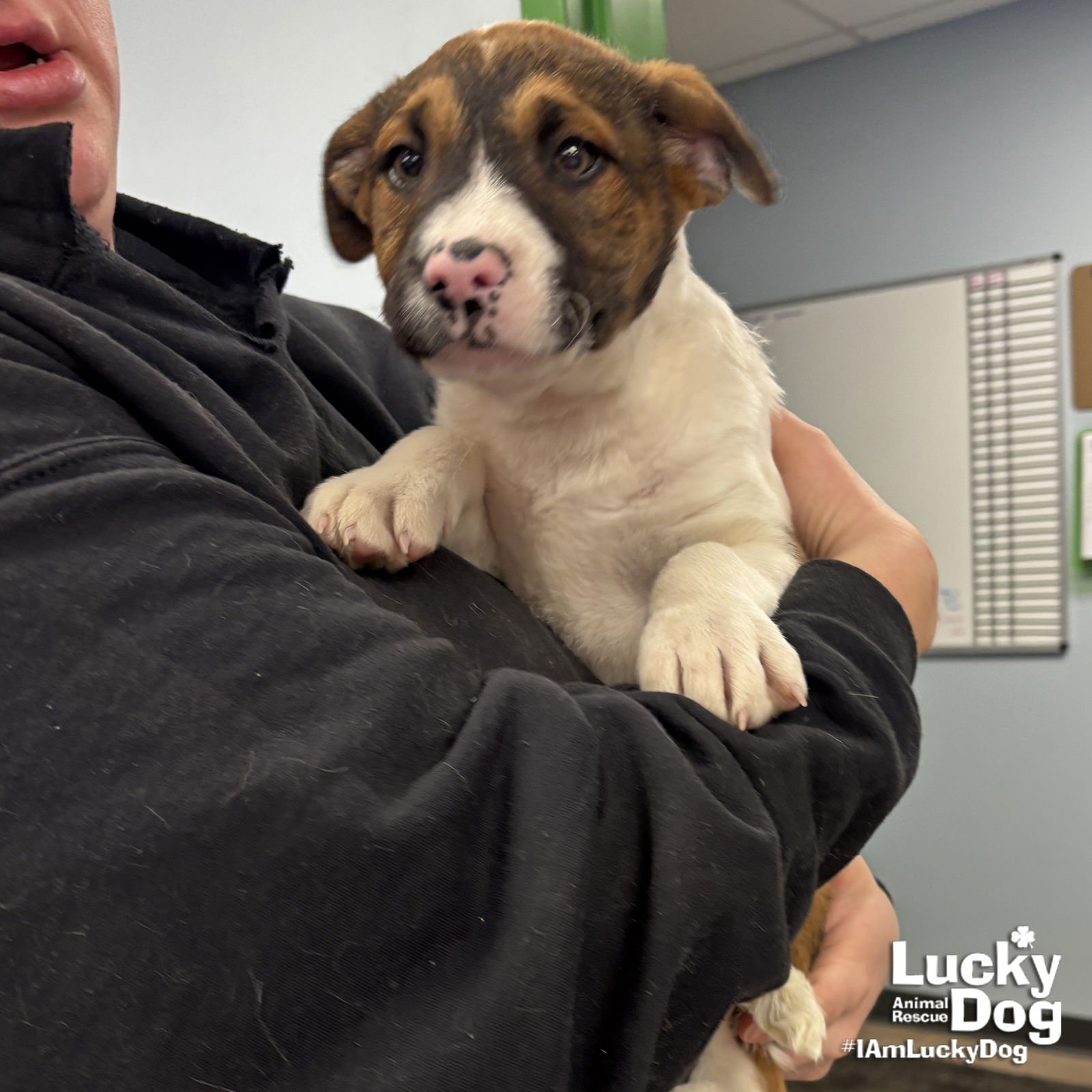 JACE - Terrier available for adoption