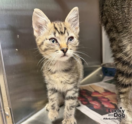 DJ - Domestic Short Hair / Tabby available for adoption