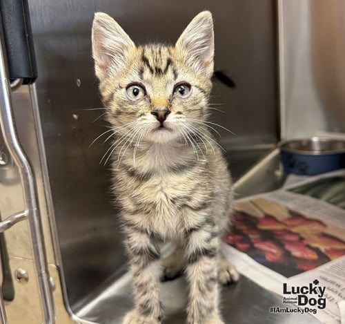 DJ - Domestic Short Hair / Tabby available for adoption