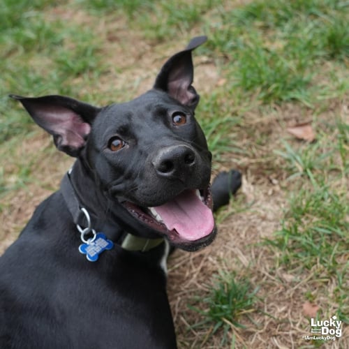 HOCUS - Labrador Retriever / Terrier available for adoption