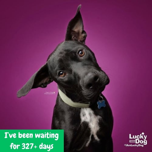 HOCUS - Labrador Retriever / Terrier available for adoption