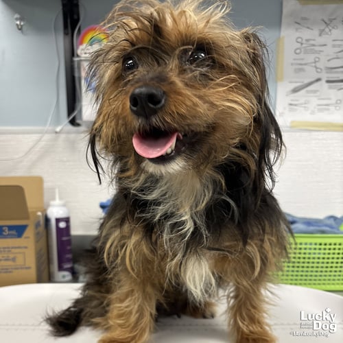 VERA - Yorkshire Terrier Yorkie available for adoption