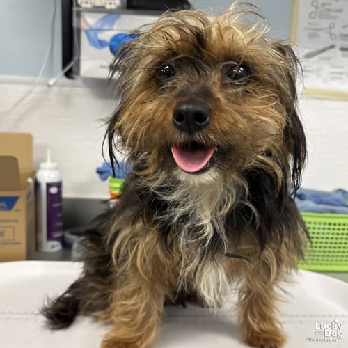 VERA - Yorkshire Terrier Yorkie available for adoption