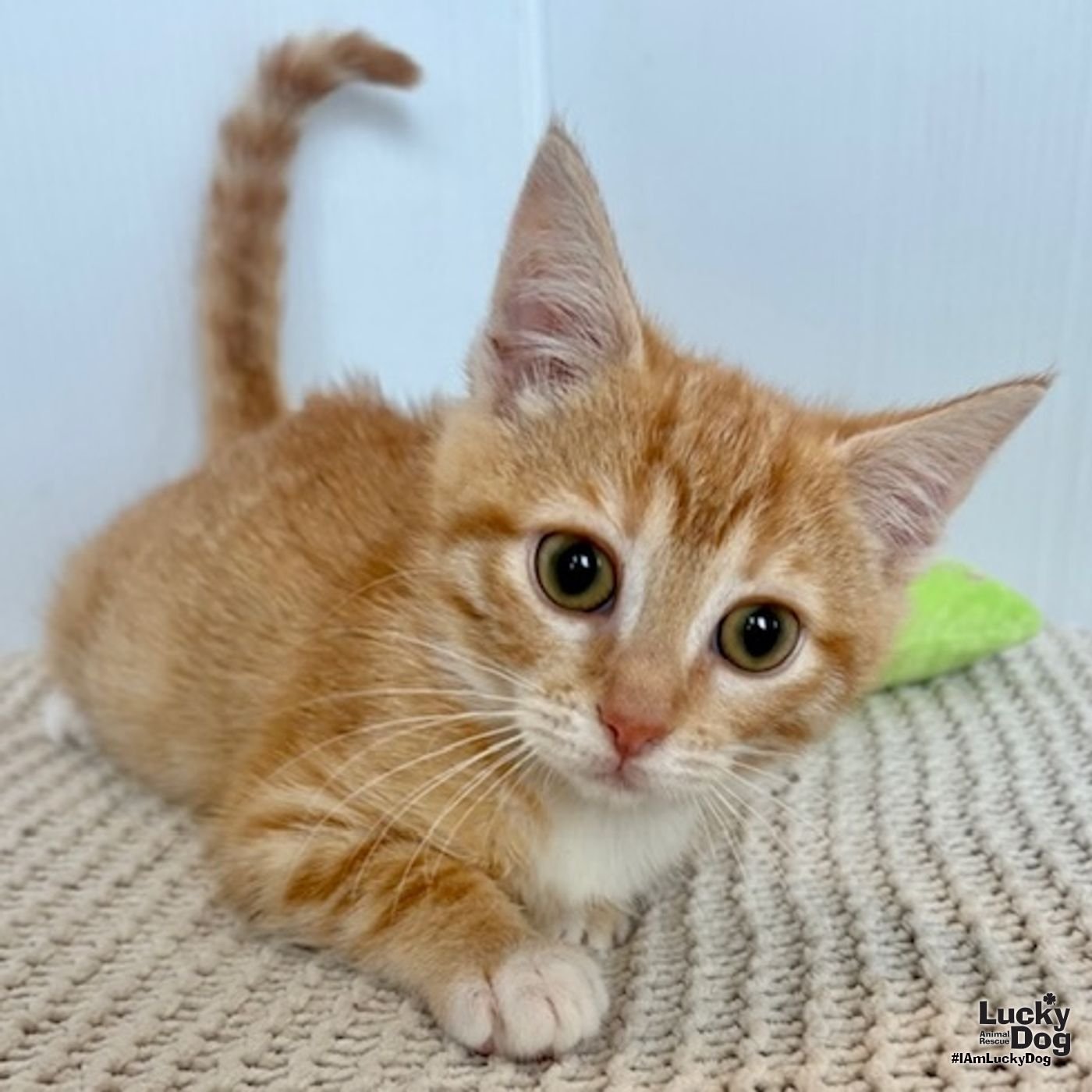 GEORGIA PEACH - Domestic Medium Hair available for adoption