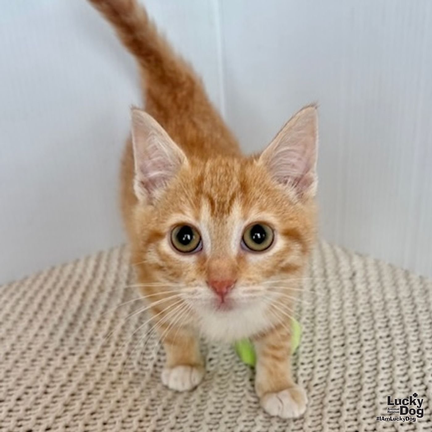 GEORGIA PEACH - Domestic Medium Hair available for adoption