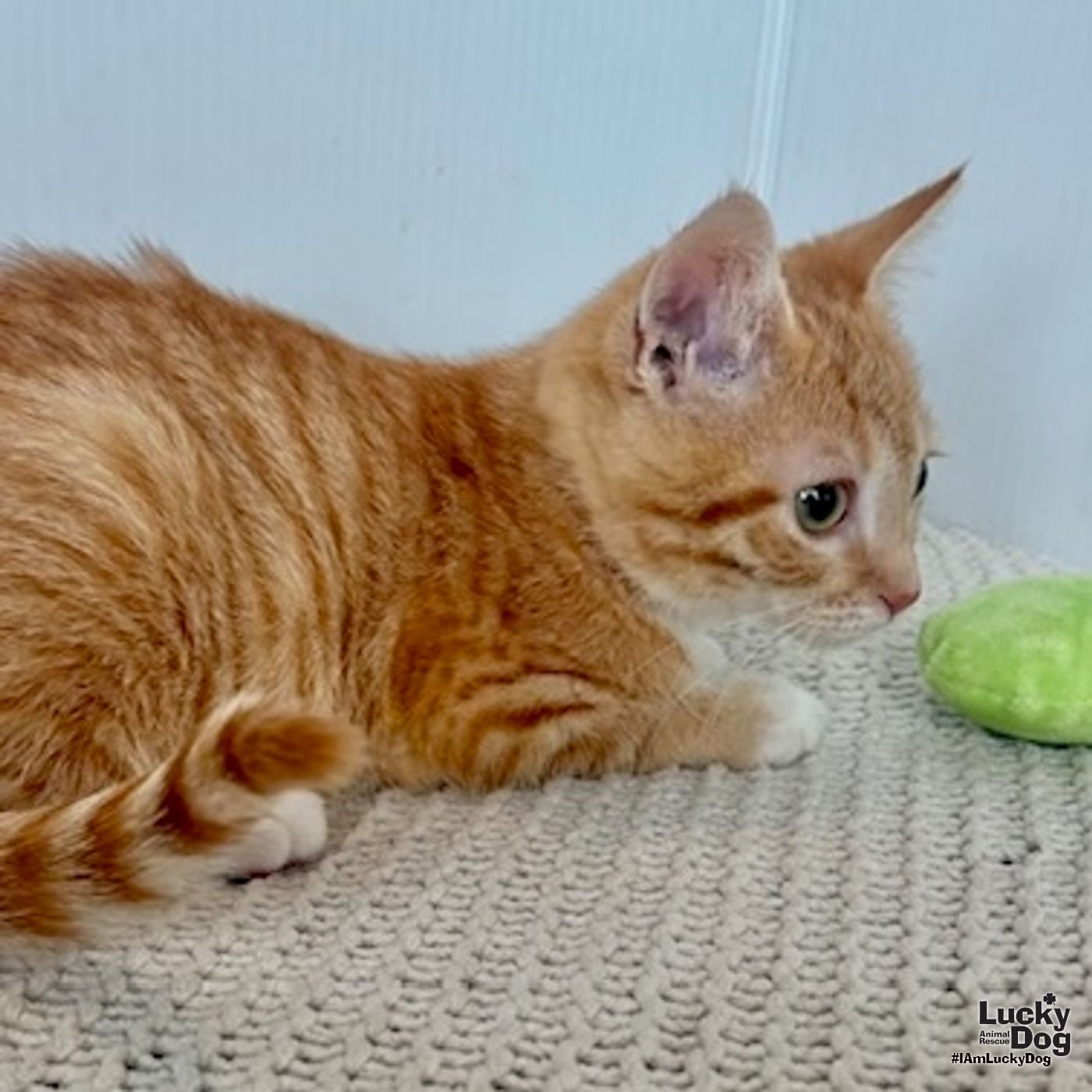 Georgia Peach - Photo 3