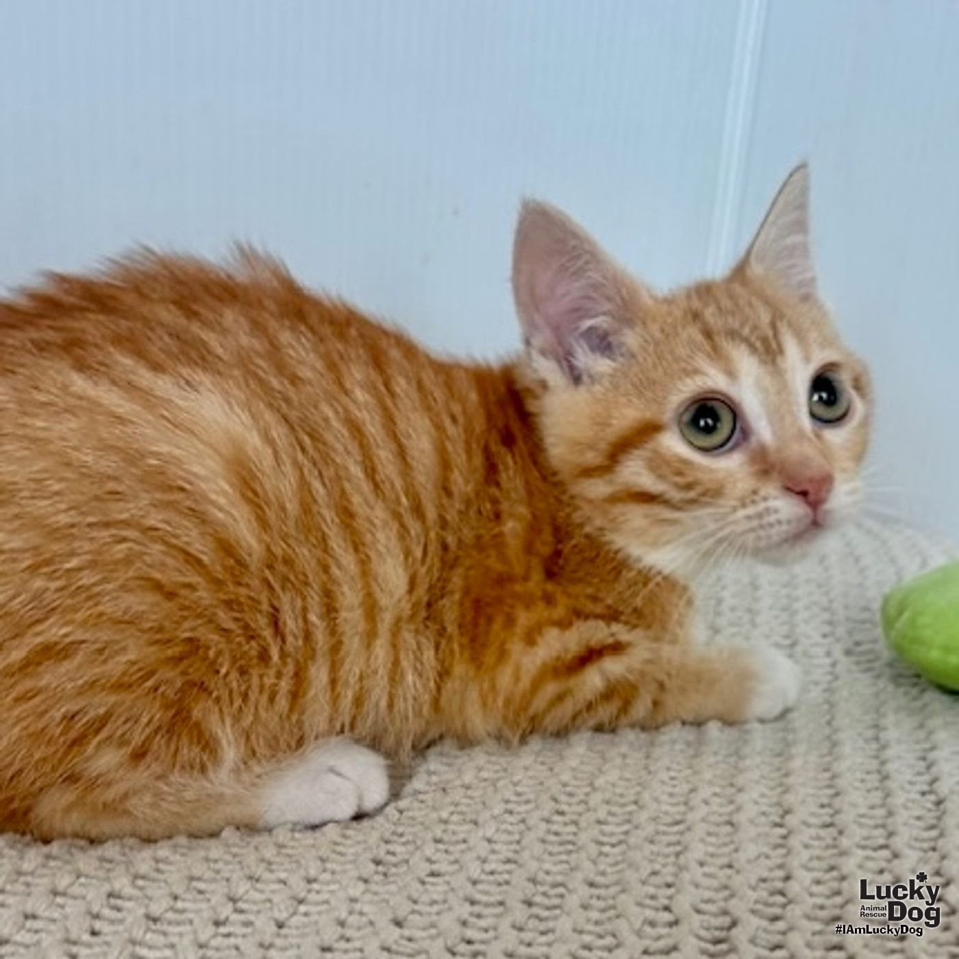 Georgia Peach - Photo 4