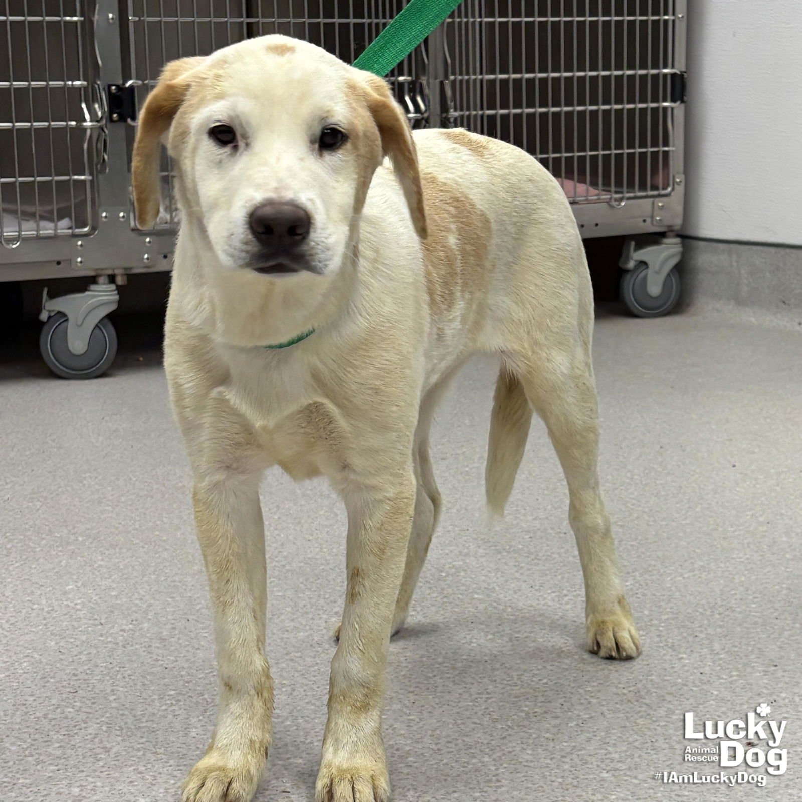 YVETTE - Labrador Retriever available for adoption