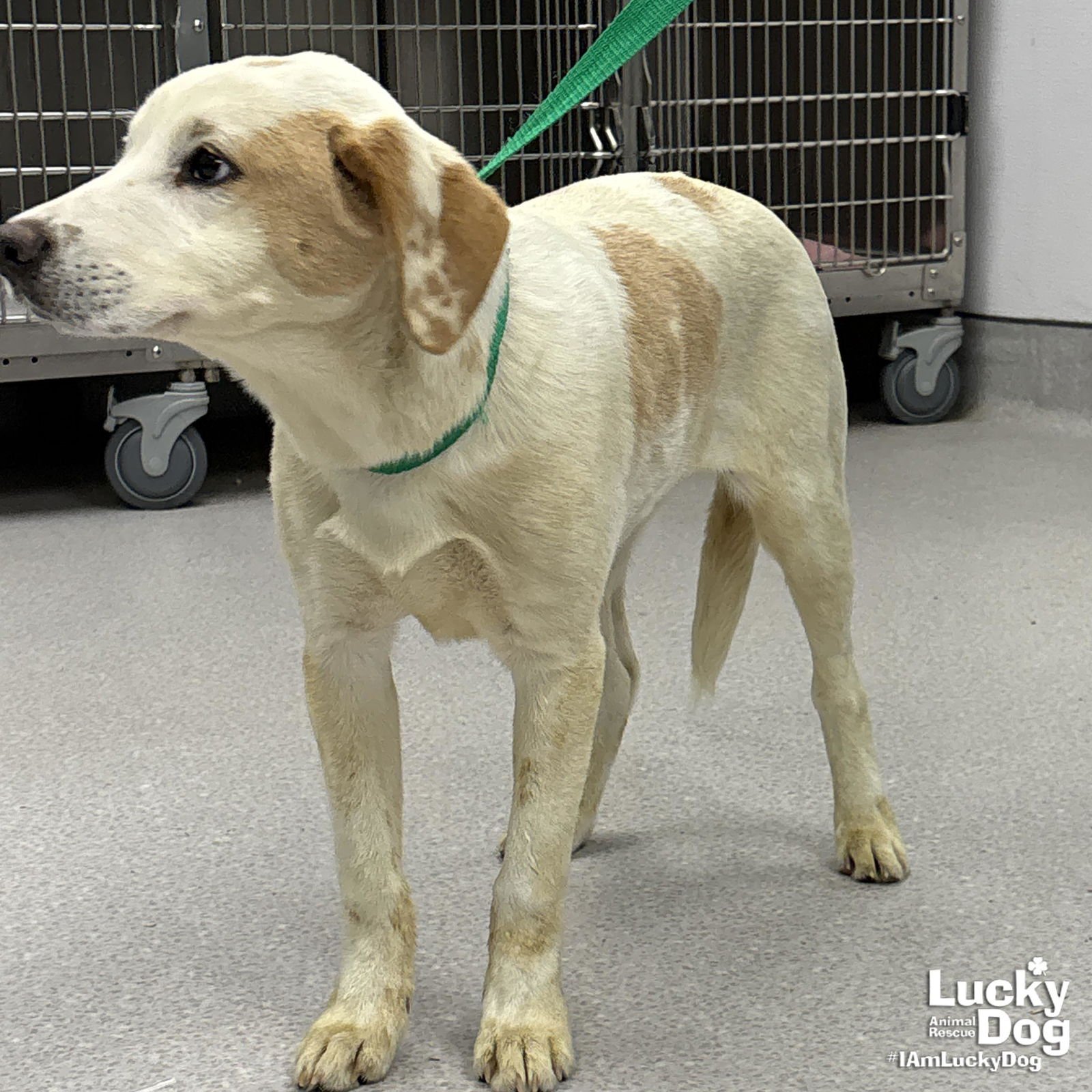 YVETTE - Labrador Retriever available for adoption