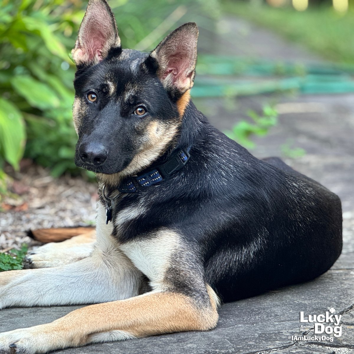 ROUGARO - German Shepherd Dog / Shepherd available for adoption