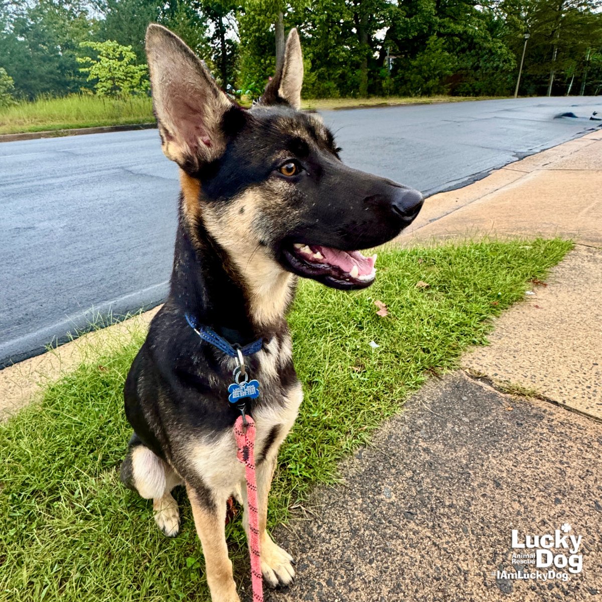 ROUGARO - German Shepherd Dog / Shepherd available for adoption