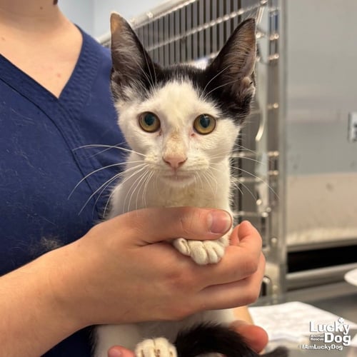 ELL - Domestic Short Hair available for adoption