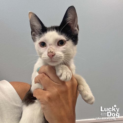 ELL - Domestic Short Hair available for adoption
