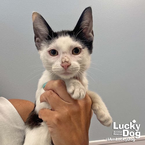 ELL - Domestic Short Hair available for adoption