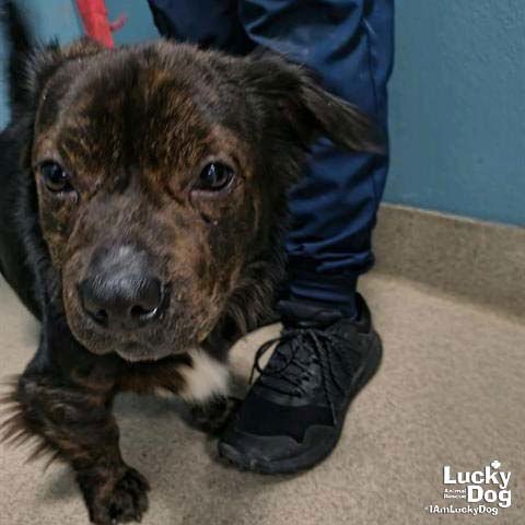 OSCAR - Dachshund available for adoption