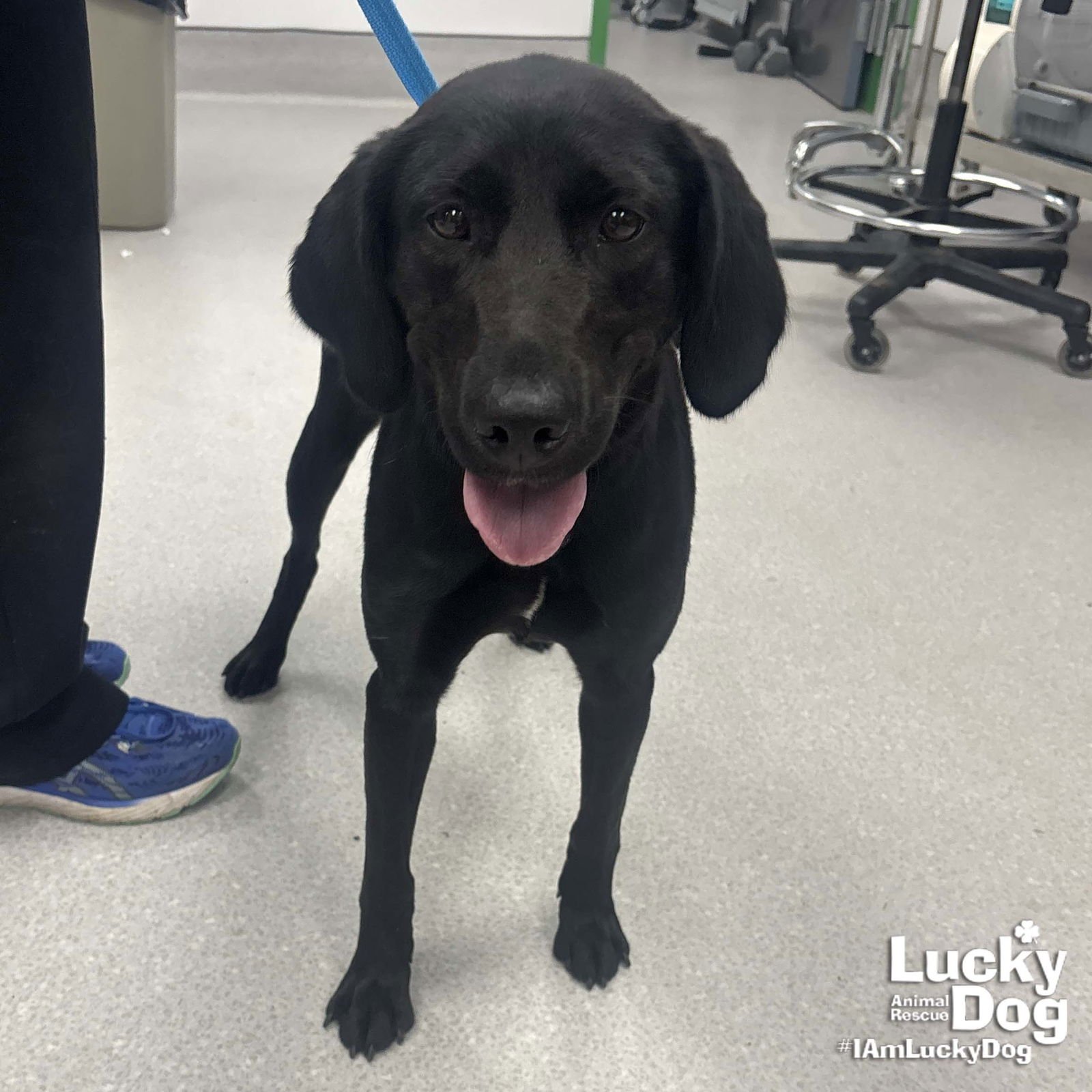 LEGACY - Labrador Retriever available for adoption