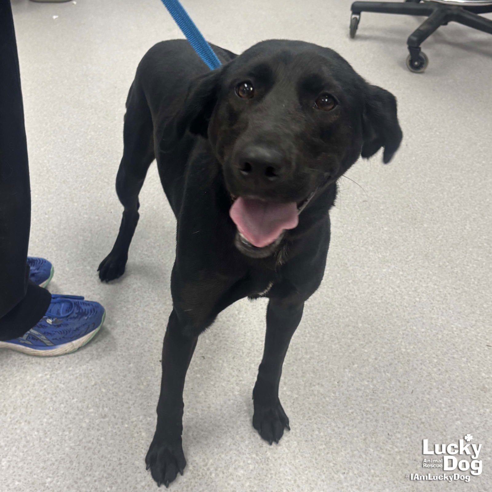 LEGACY - Labrador Retriever available for adoption