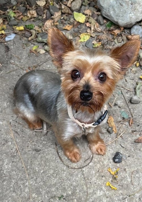 MAGGIE