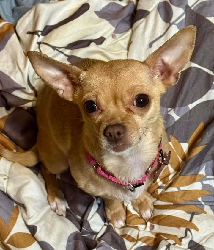 LITA - Chihuahua available for adoption