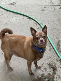 Petey - Photo 3