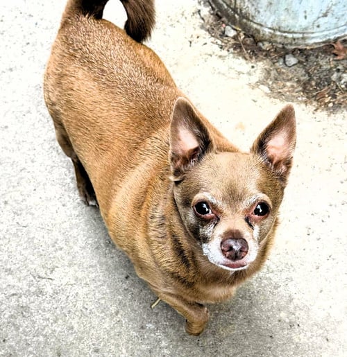 PETEY - Chihuahua for adoption in Buffalo