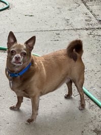 Petey - Photo 2