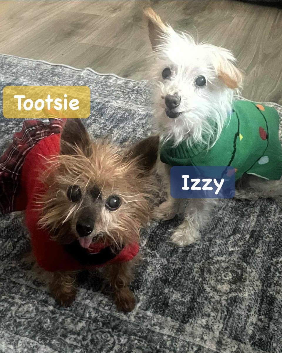 TOOTSIE & IZZY - Yorkshire Terrier Yorkie available for adoption