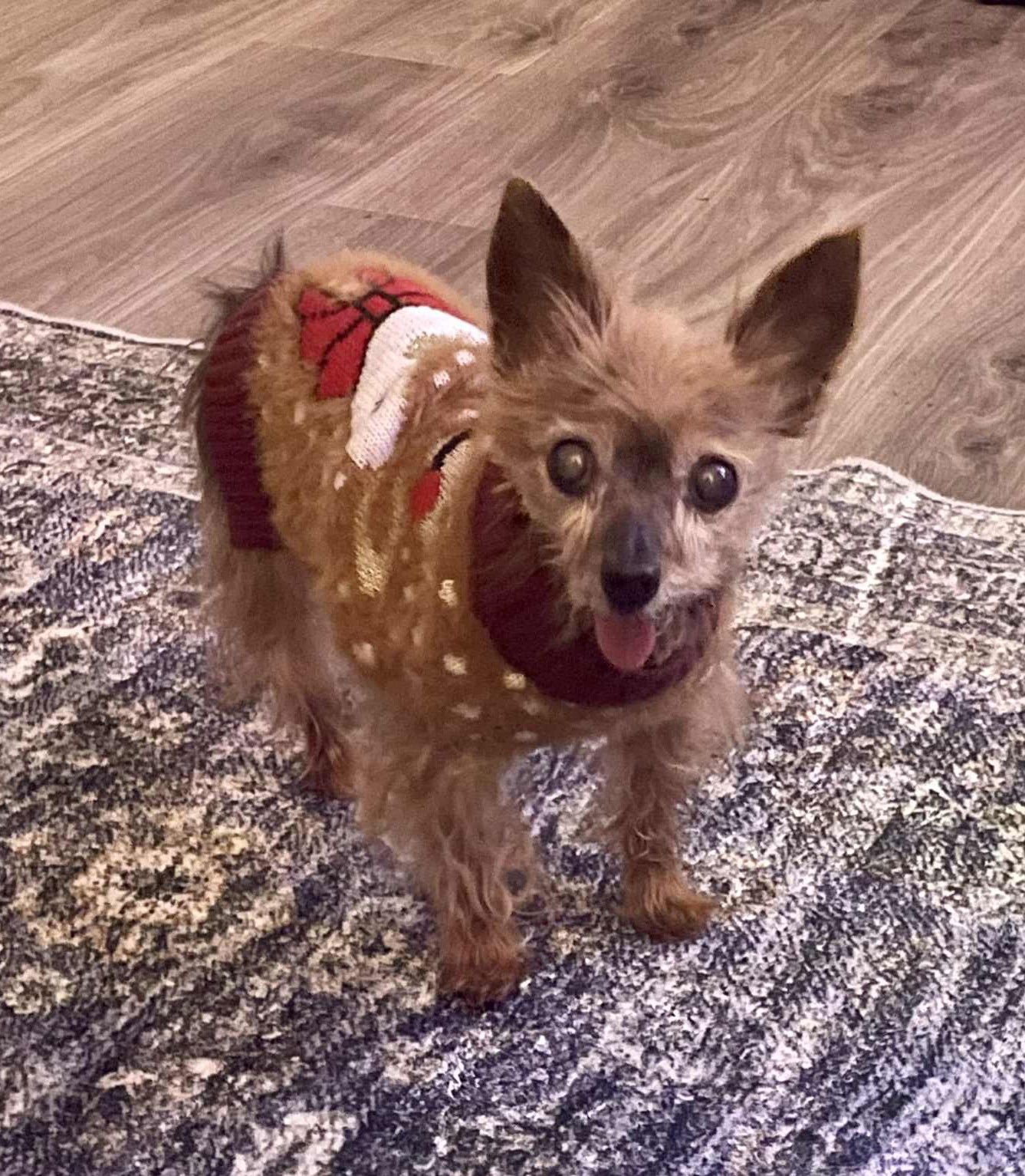 TOOTSIE & IZZY - Yorkshire Terrier Yorkie available for adoption